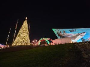 A wide shot of a large christmas tree outside next to an aquarium
